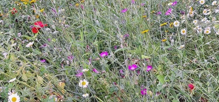 Gardening/Eco Club - Term 6