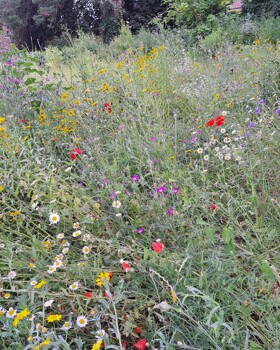 Gardening/Eco Club - Term 6