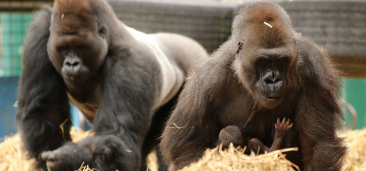 Howletts Wild Animal Park - Year 8 trip