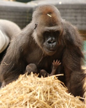 Howletts Wild Animal Park - Year 8 trip