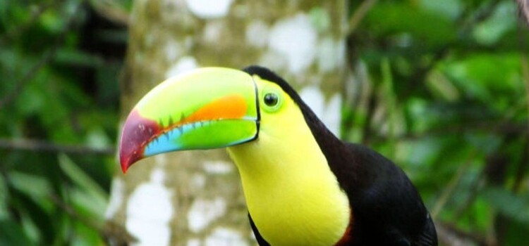 GGS World Explorer - Costa Rica 2026