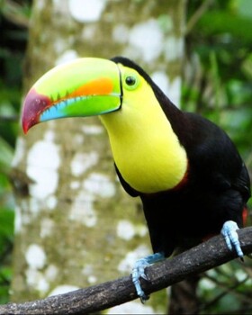 GGS World Explorer - Costa Rica 2026